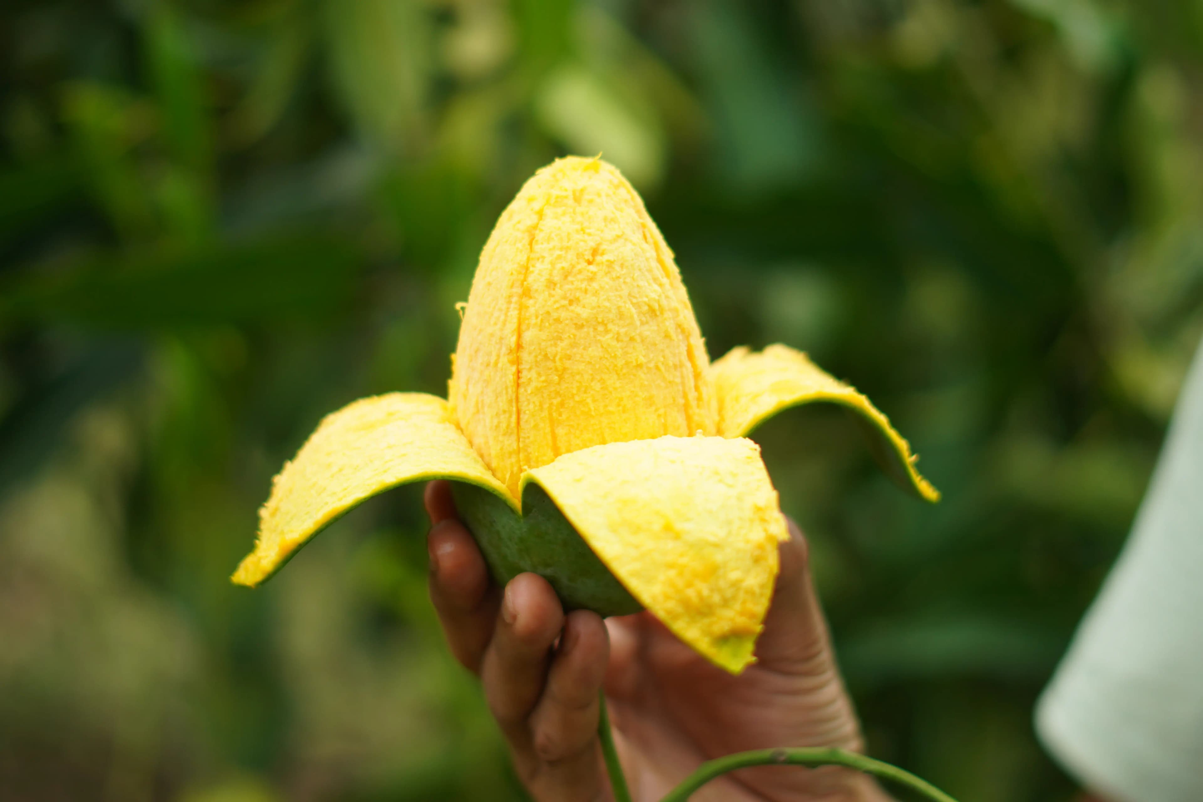 Fresh Amrupali Mango