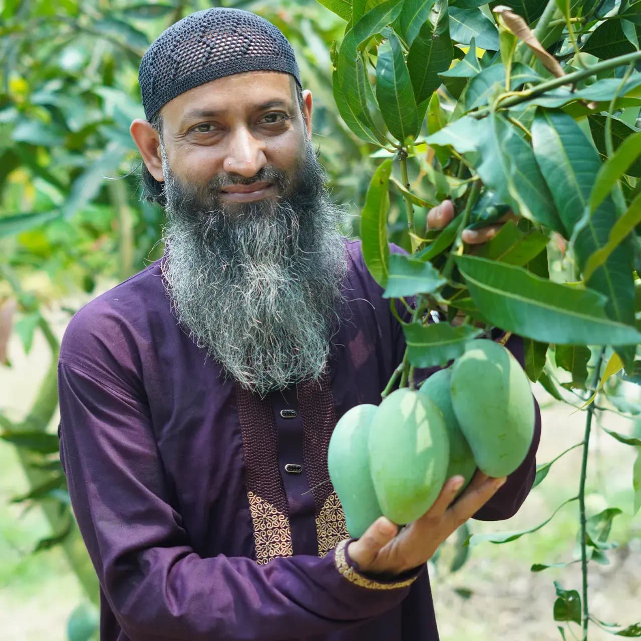 Fresh Amrupali Mangoes